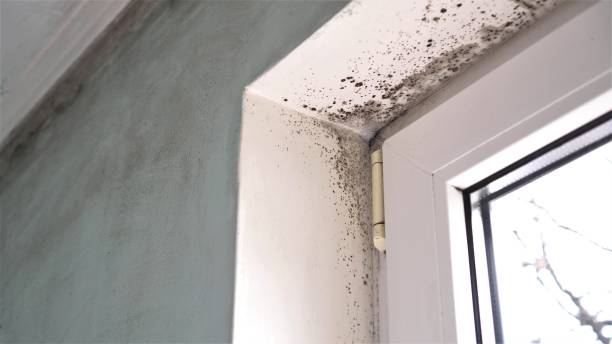 Best Post-Flood Mold Remediation in Locust Fork, AL